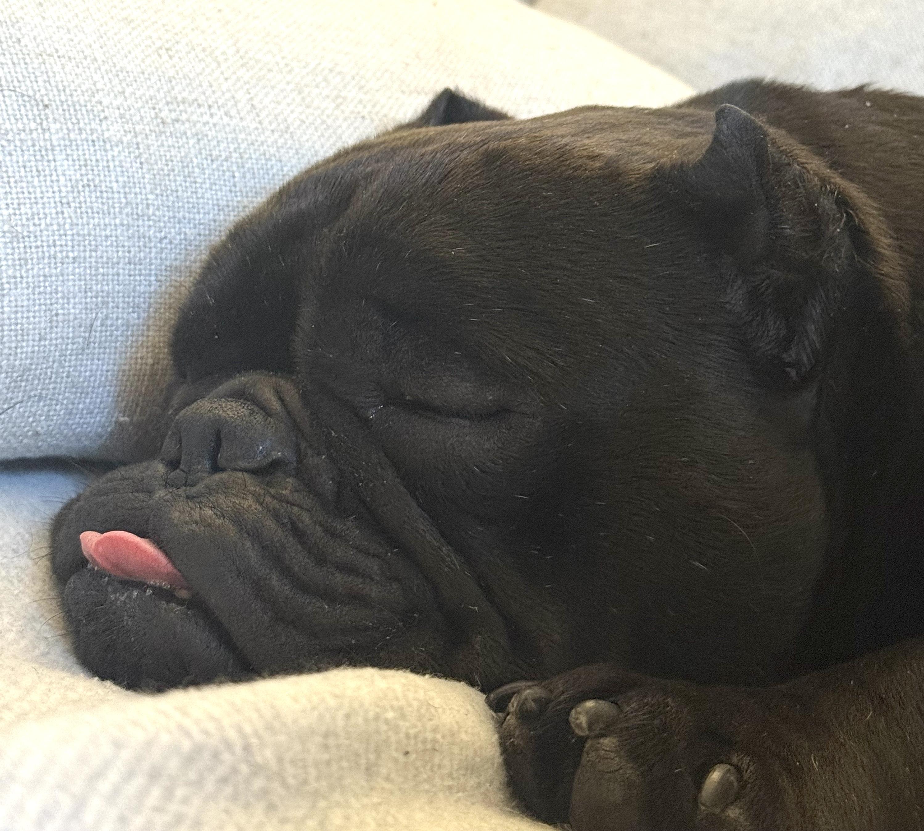 Dumpling, an adopted mixed breed in Brooklyn, NY image 6/6