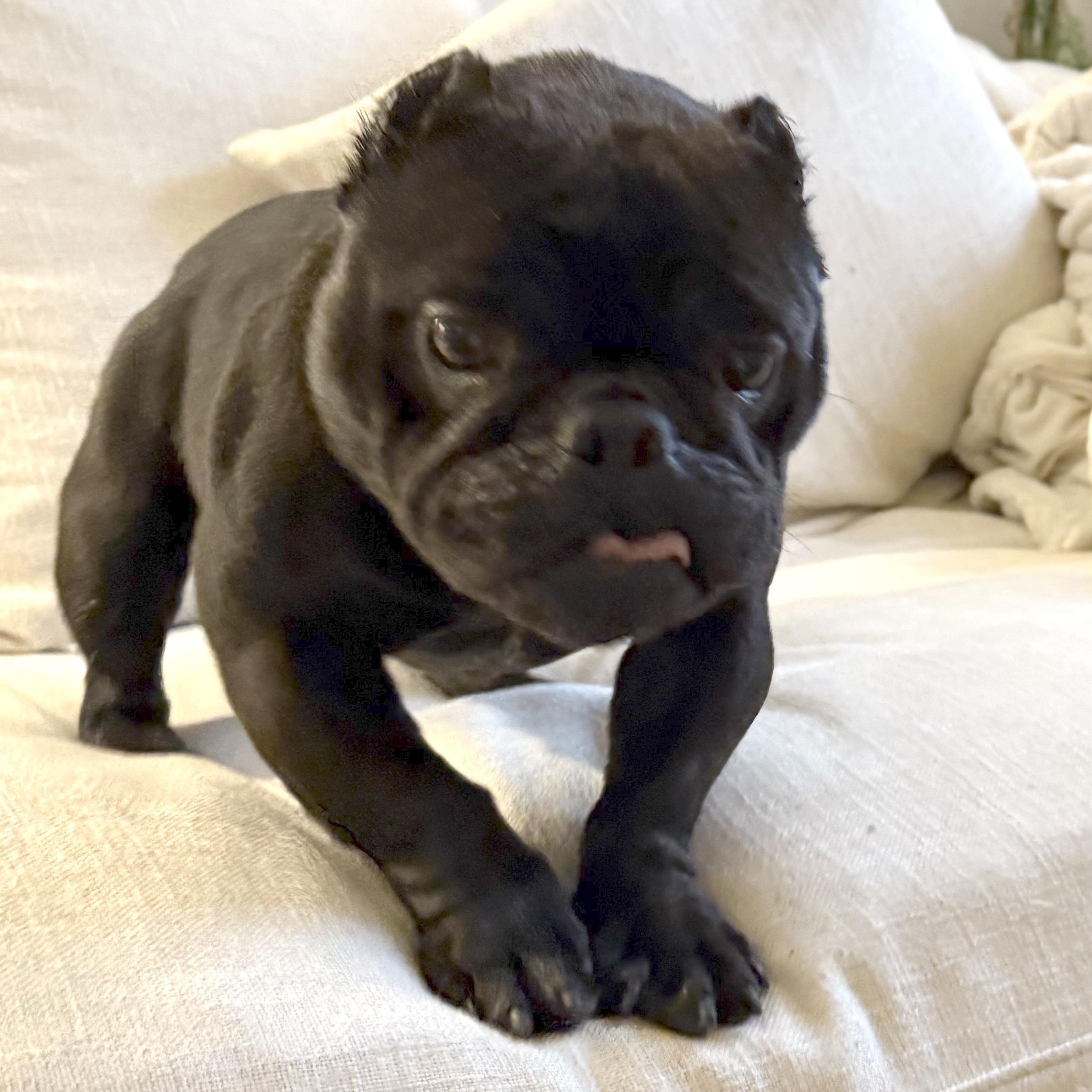 Dumpling, an adopted mixed breed in Brooklyn, NY image 2/6