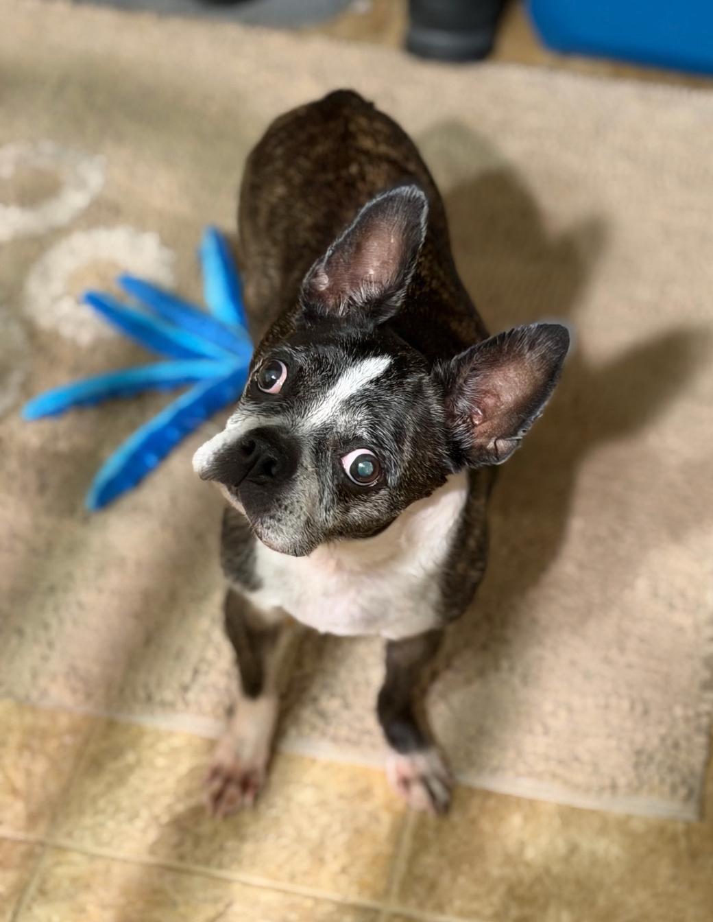 Sadie in SD, a ADOPTABLE Boston Terrier in Sioux Falls, SD image 2/3
