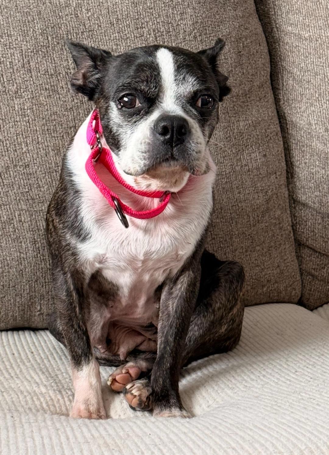 Sadie in SD, a ADOPTABLE Boston Terrier in Sioux Falls, SD image 1/3