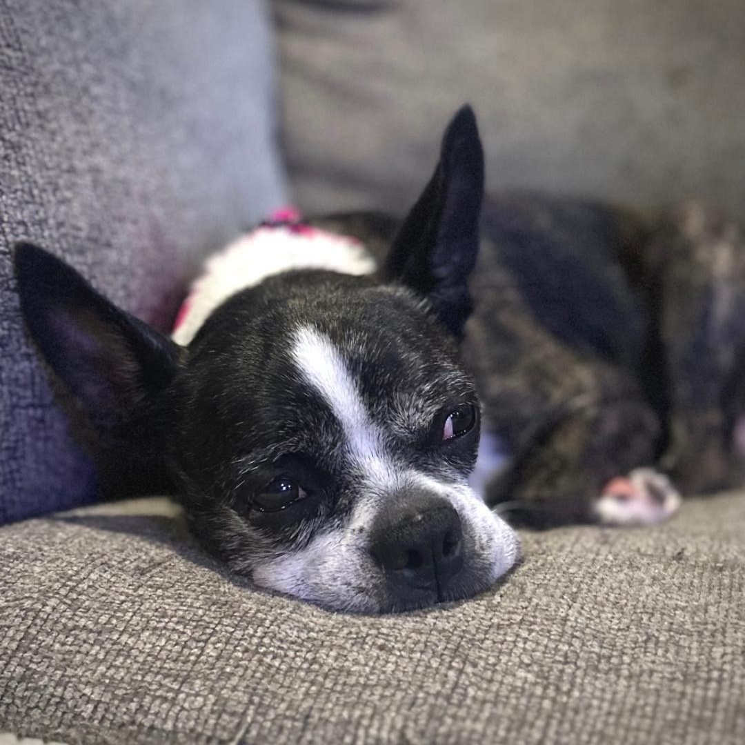 Sadie in SD, ADOPTABLE, Senior Female Boston Terrier.