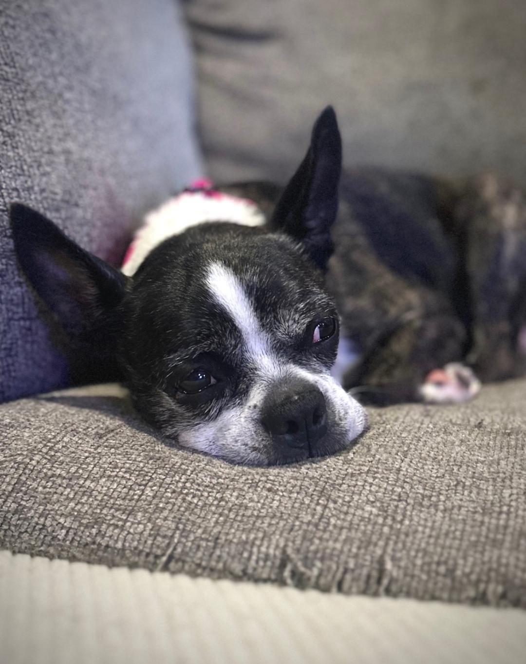 Sadie in SD, a ADOPTABLE Boston Terrier in Sioux Falls, SD image 3/3
