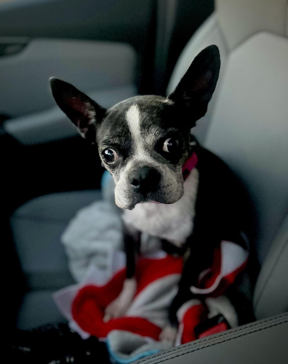 Enlarge Sadie in SD, a ADOPTABLE Boston Terrier in Sioux Falls, SD image 4/5