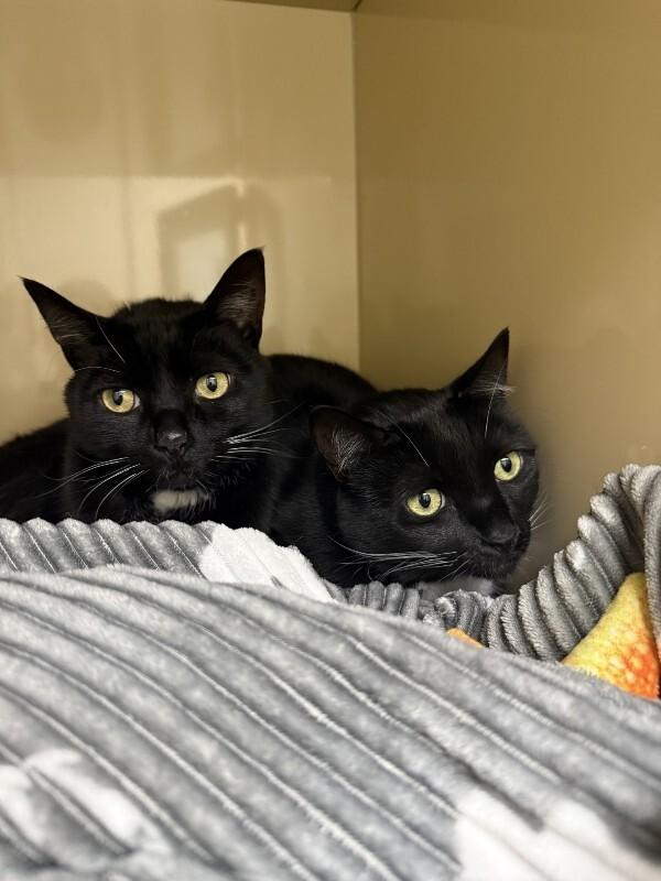 Enlarge Georgia, a Adoptable Domestic Short Hair in Arlington, WA image 2/2