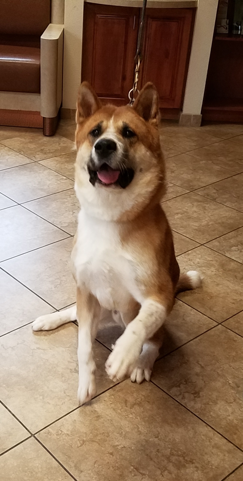 Enlarge Niko, a Adoptable Akita in Jacksonville, FL image 1/3