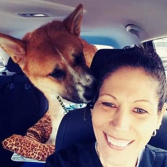 Enlarge Niko, a Adoptable Akita in Jacksonville, FL image 2/3