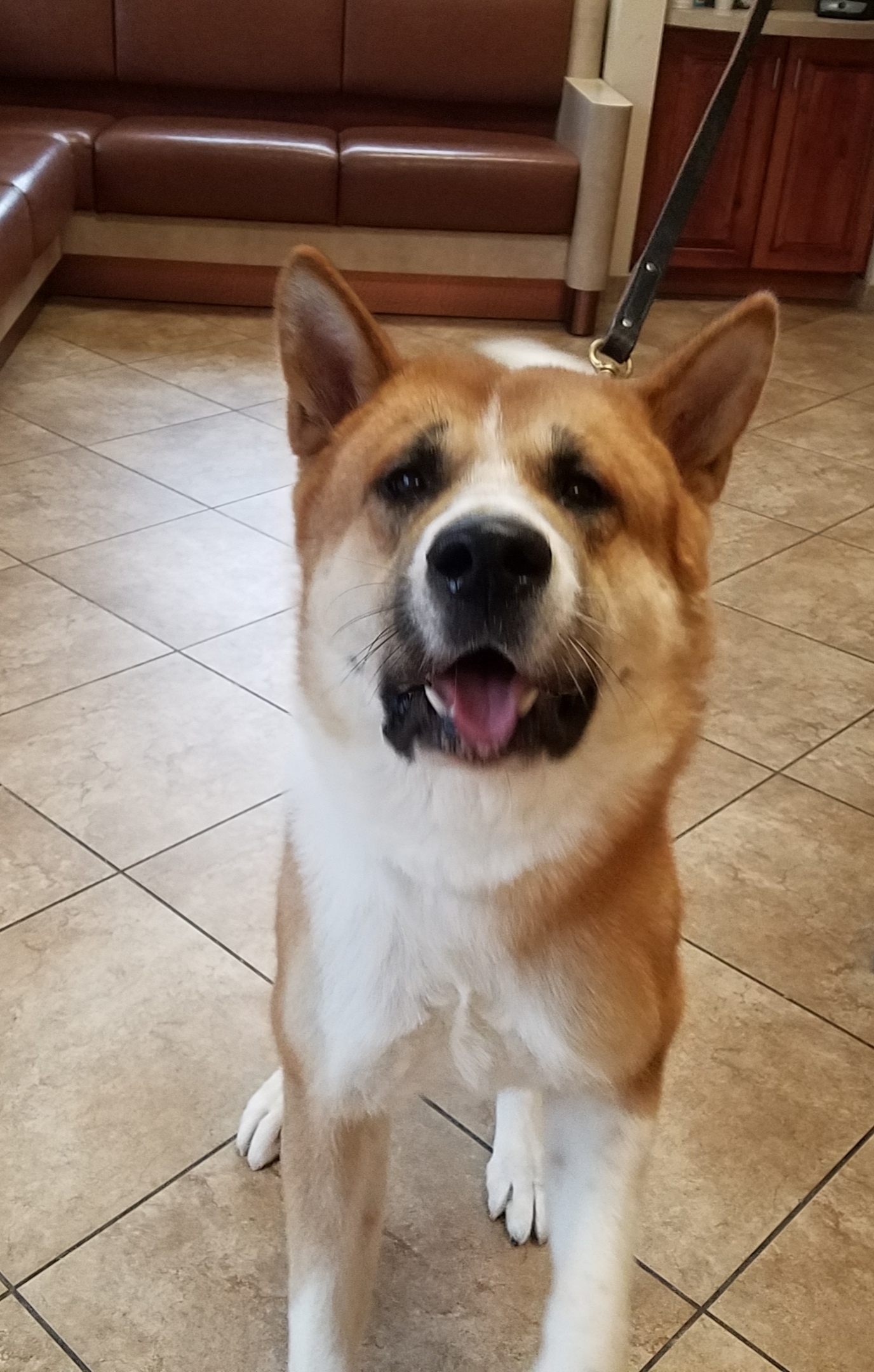 Niko, an adoptable Akita in Jacksonville, FL, 32207 | Photo Image 1