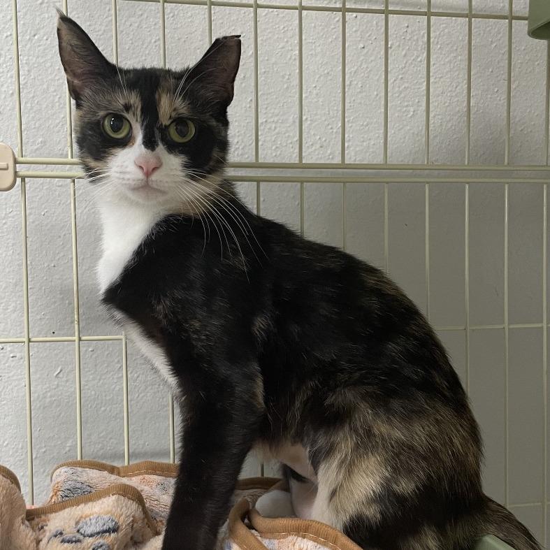 Daisy, Adoptable, Adult Female Domestic Short Hair.