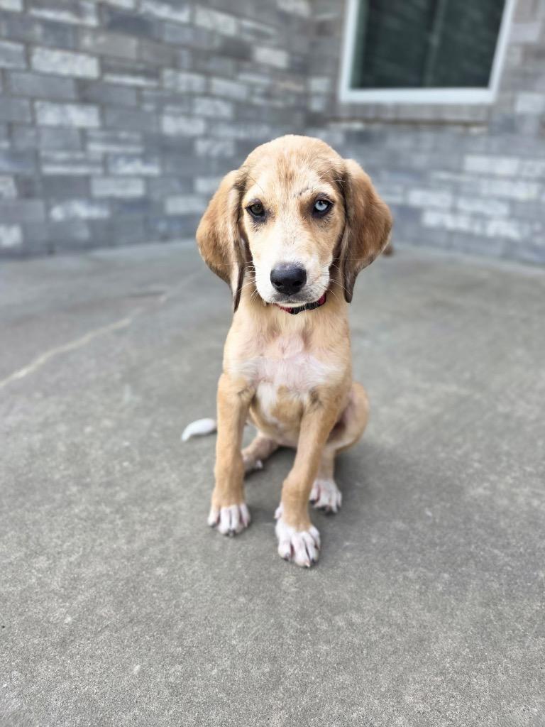 Enlarge Mabel, a Adoptable mixed breed in Claremore, OK image 2/3
