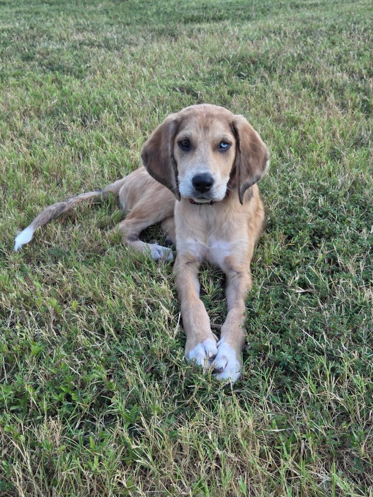 Enlarge Mabel, a Adoptable mixed breed in Claremore, OK image 3/3