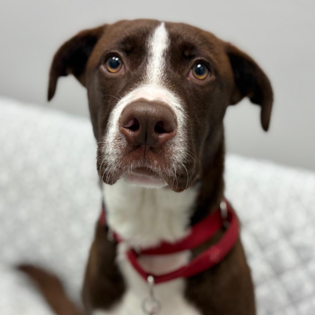 Greg, ADOPTABLE, Young Male Chocolate Labrador Retriever & Mixed Breed.