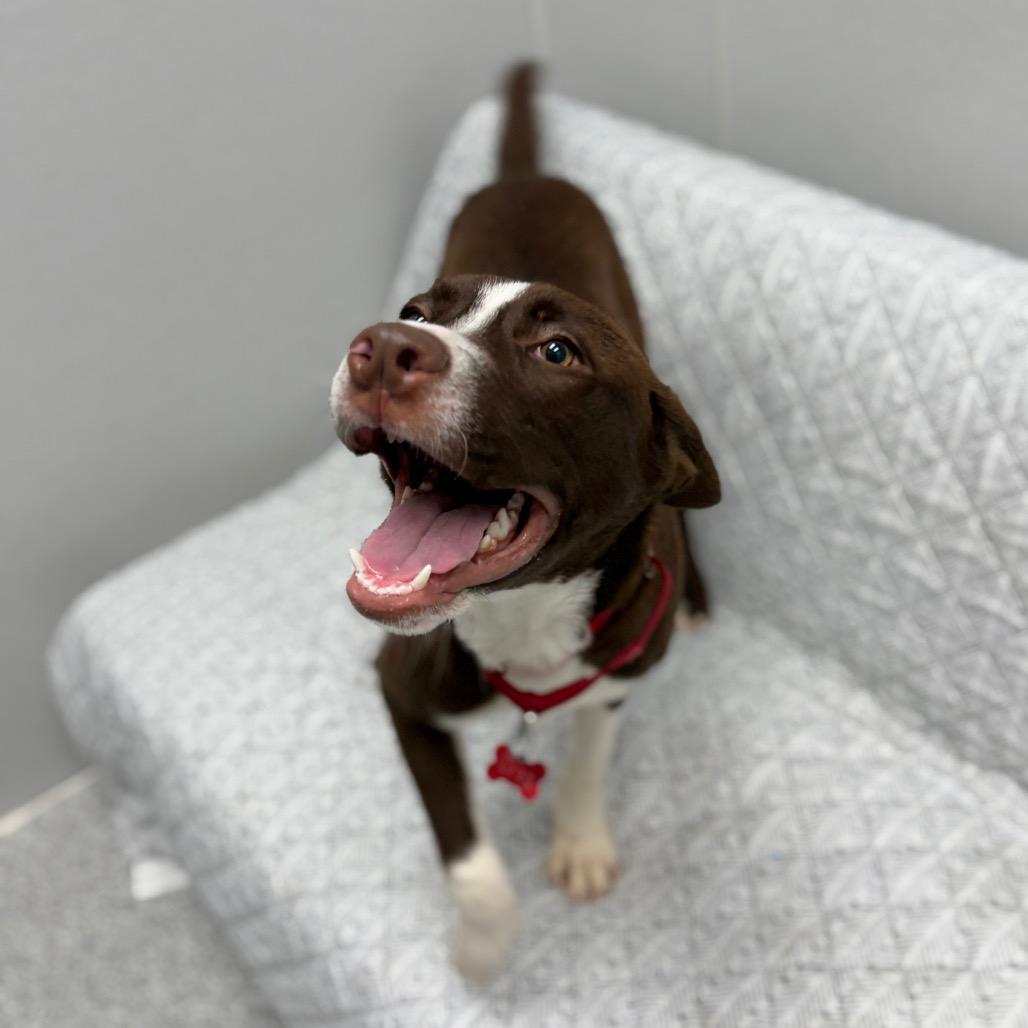 Enlarge Greg, a ADOPTABLE mixed breed in Monticello, IA image 4/6