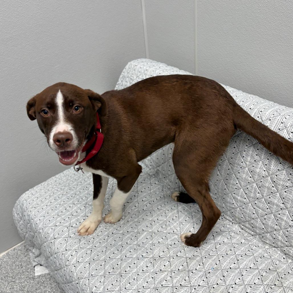 Enlarge Greg, a ADOPTABLE mixed breed in Monticello, IA image 3/6