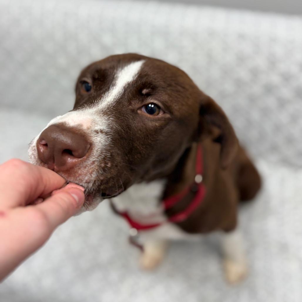 Enlarge Greg, a ADOPTABLE mixed breed in Monticello, IA image 2/6