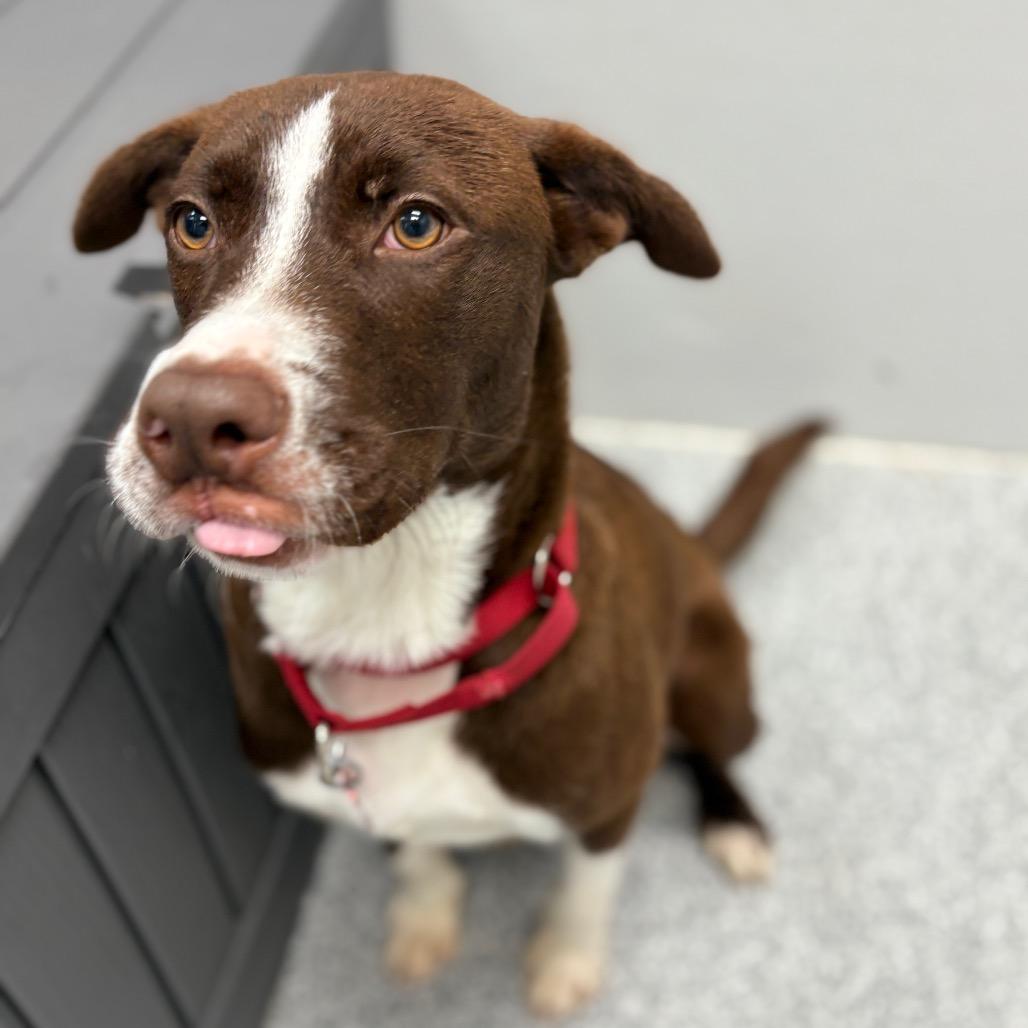 Enlarge Greg, a ADOPTABLE mixed breed in Monticello, IA image 5/6