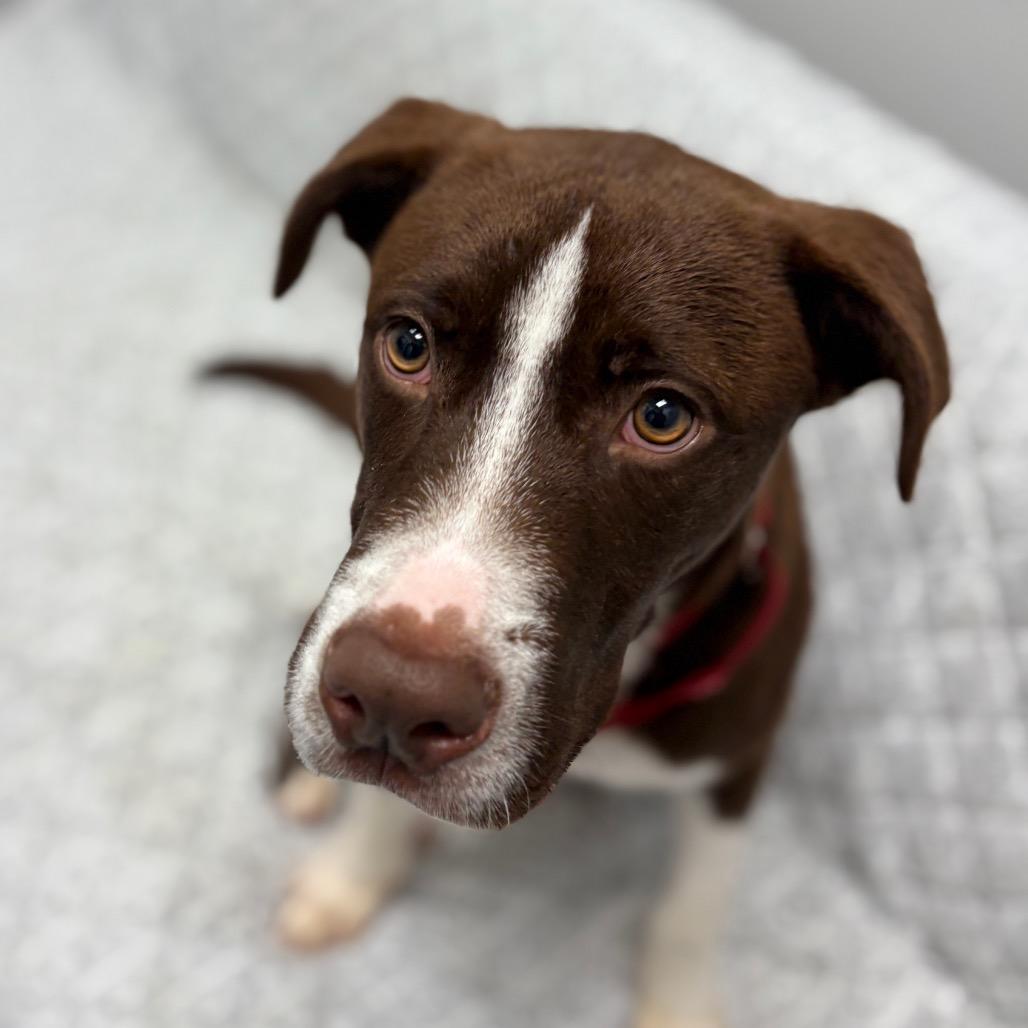 Enlarge Greg, a ADOPTABLE mixed breed in Monticello, IA image 6/6