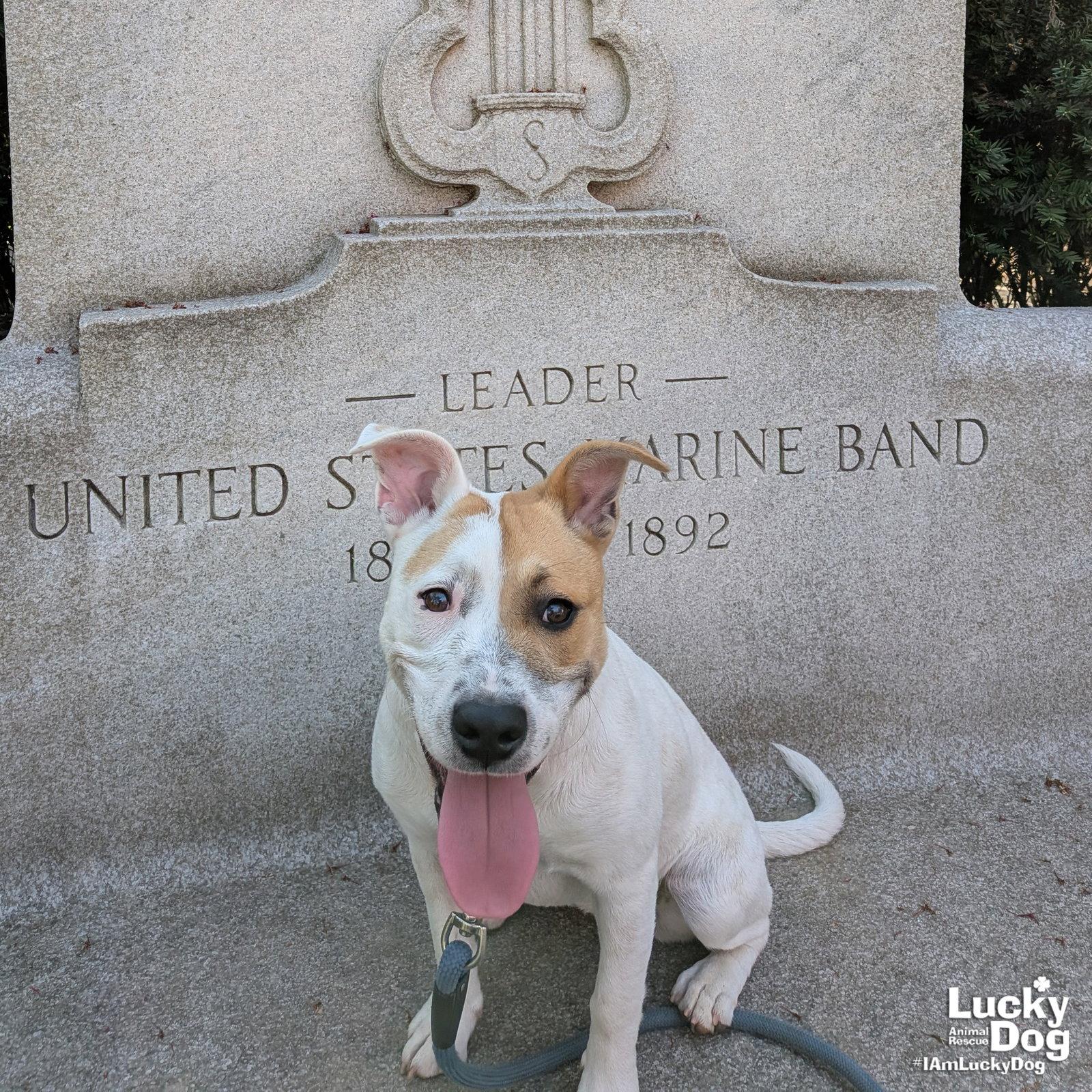 Enlarge Piglet, a Adoptable mixed breed in Washington, DC image 1/3