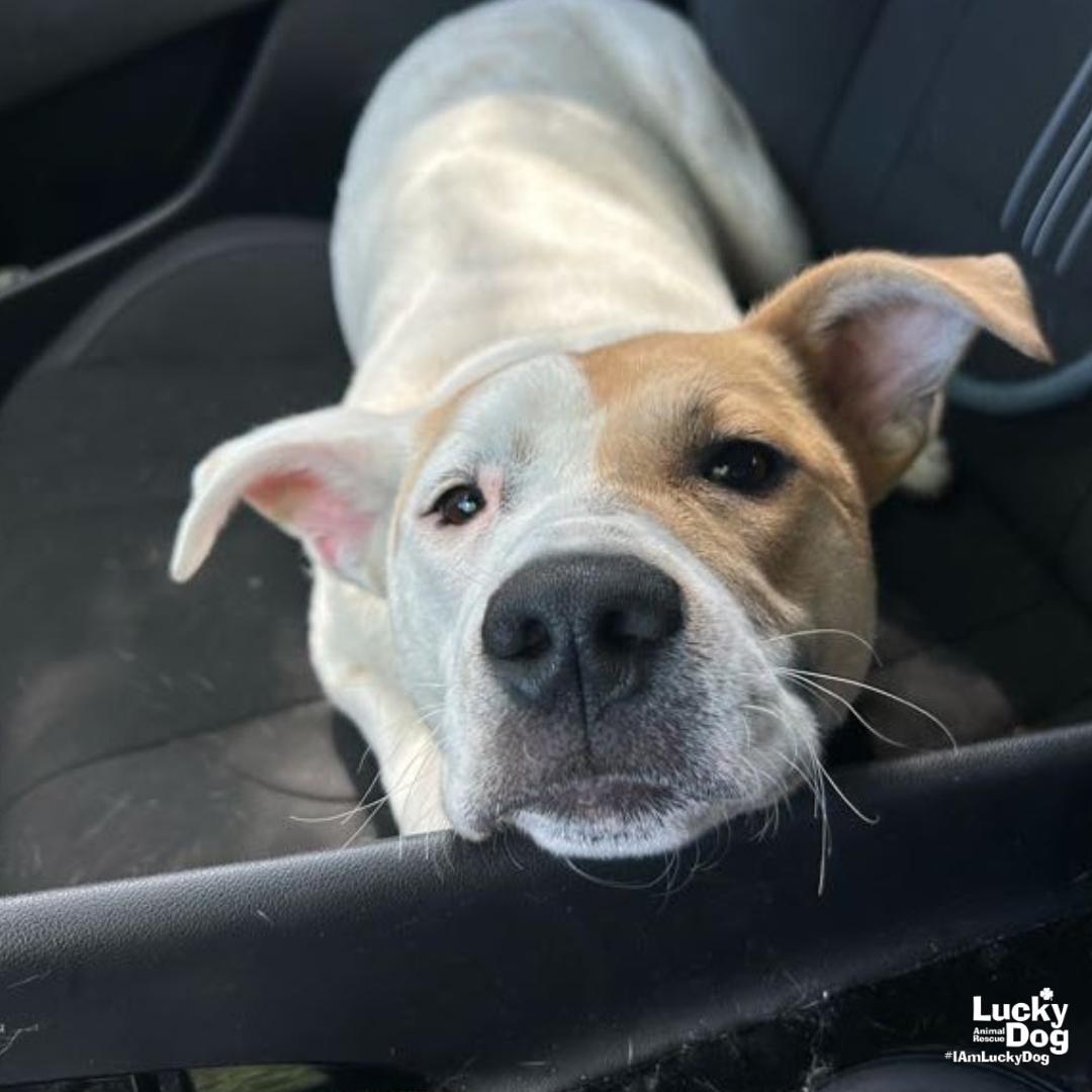 Piglet, Adoptable, Puppy Female Shepherd & Retriever.