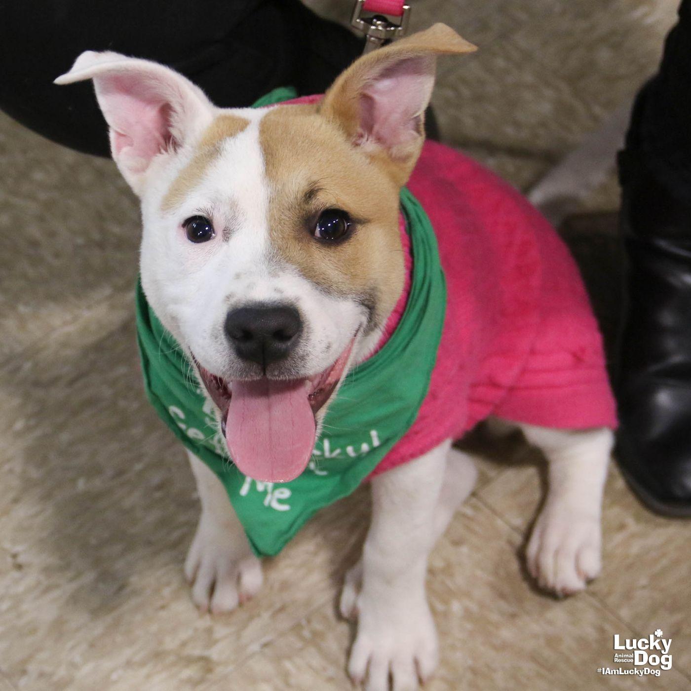 Enlarge Piglet, a Adoptable mixed breed in Washington, DC image 2/3