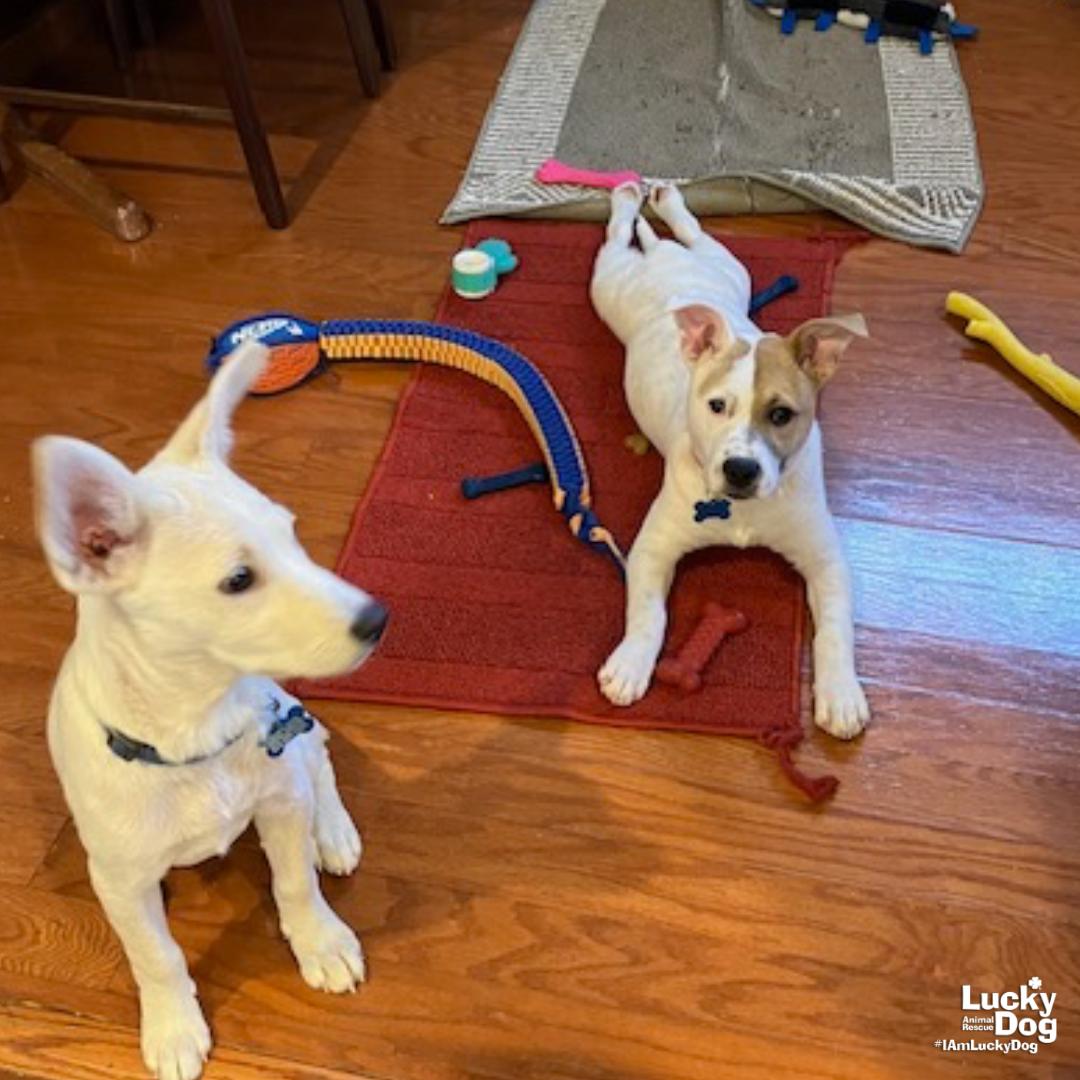 Enlarge Piglet, a Adoptable mixed breed in Washington, DC image 3/3