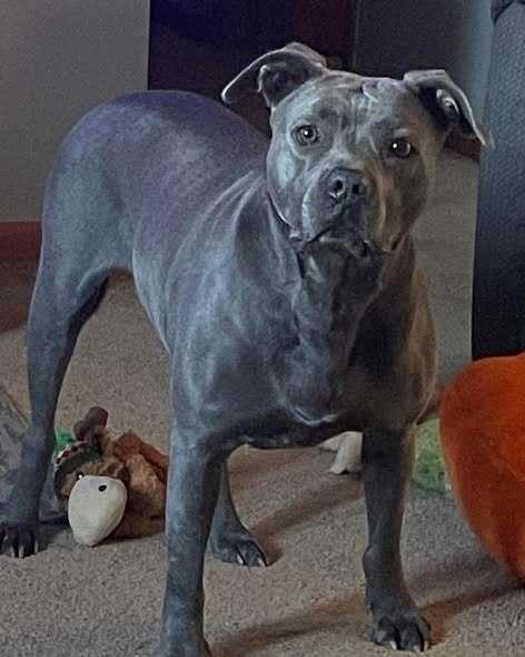 Ladie, Adoptable, Adult Female Staffordshire Bull Terrier.