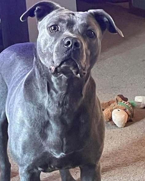 Enlarge Ladie, a Adoptable mixed breed in Indianapolis, IN image 2/6