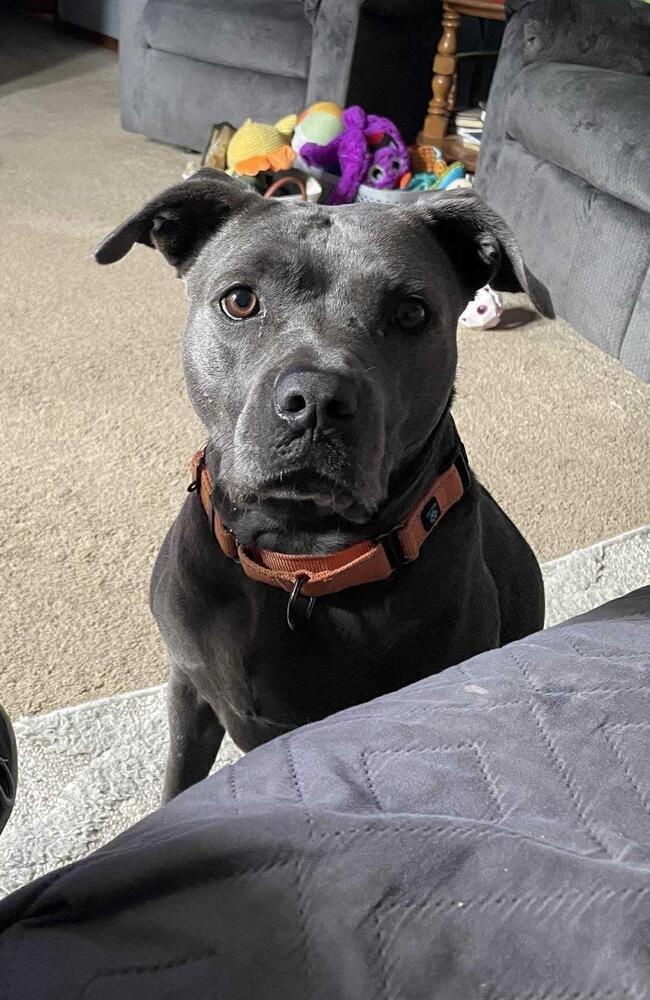 Enlarge Ladie, a Adoptable mixed breed in Indianapolis, IN image 1/3