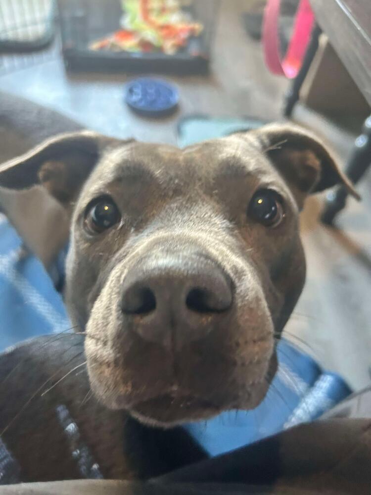 Enlarge Ladie, a Adoptable mixed breed in Indianapolis, IN image 2/3