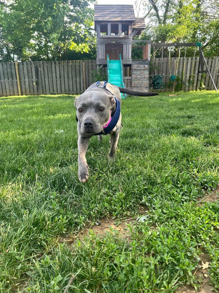 Enlarge Ladie, a Adoptable mixed breed in Indianapolis, IN image 3/3