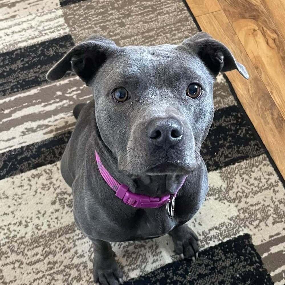 Enlarge Ladie, a Adoptable mixed breed in Indianapolis, IN image 6/6