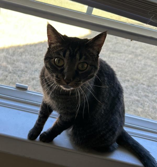 Glory, Adoptable, Adult Female Domestic Short Hair.