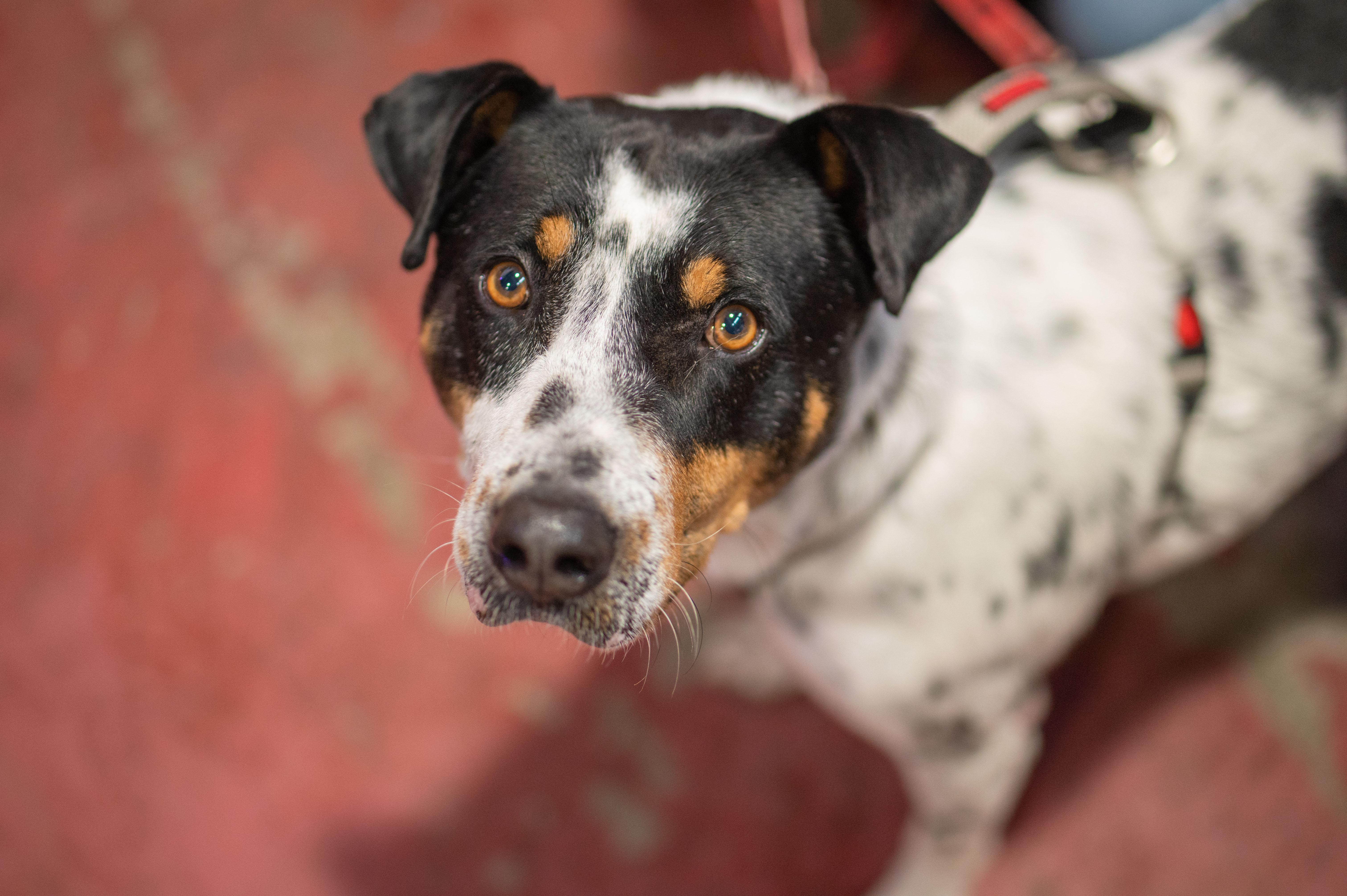 Enlarge Kiko, a ADOPTABLE mixed breed in Mississauga, ON image 4/4