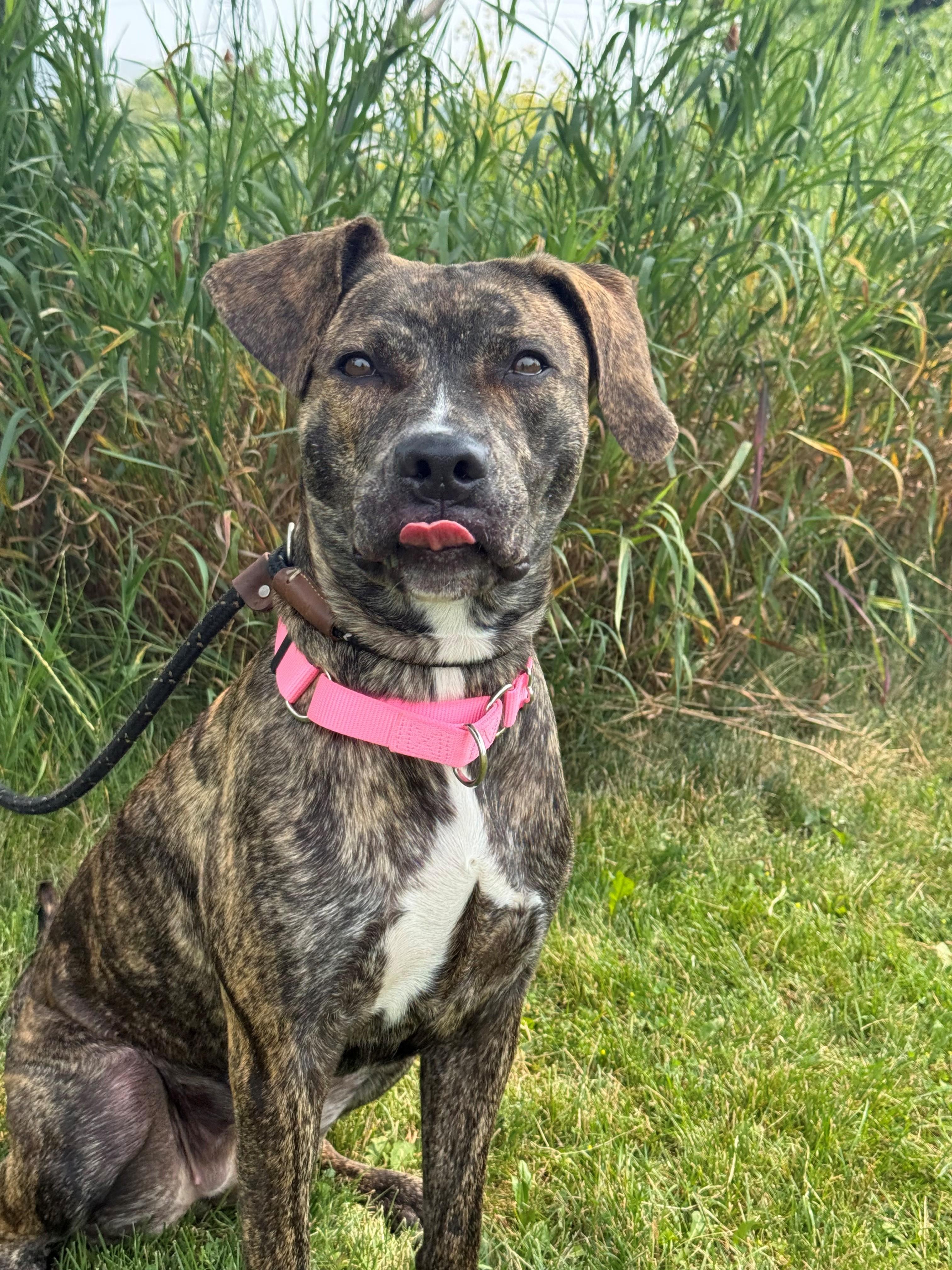 Enlarge Sadie, an adoptable mixed breed in Hamilton, ON image 5/6