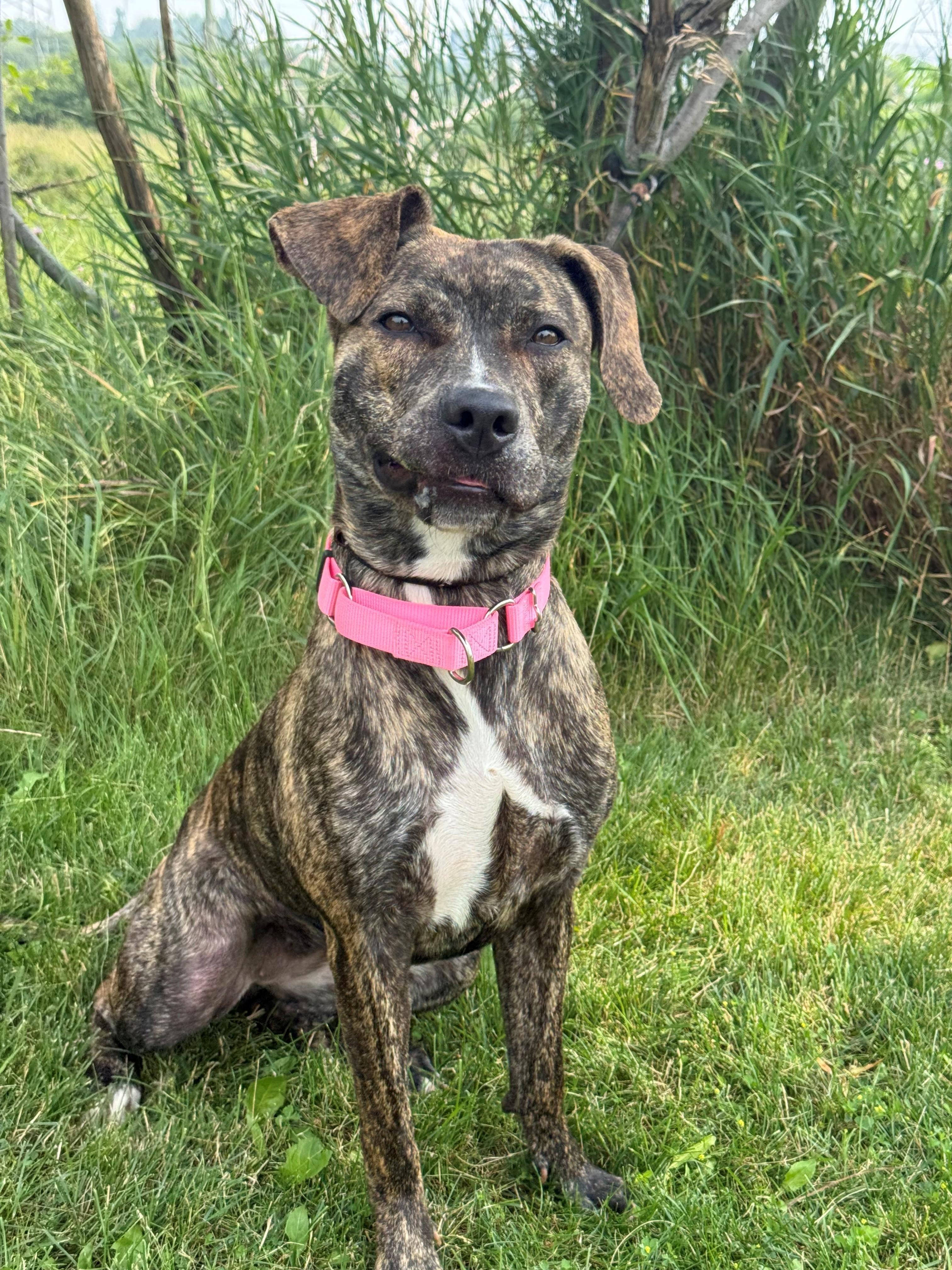 Sadie, adoptable, Adult Female American Bully.