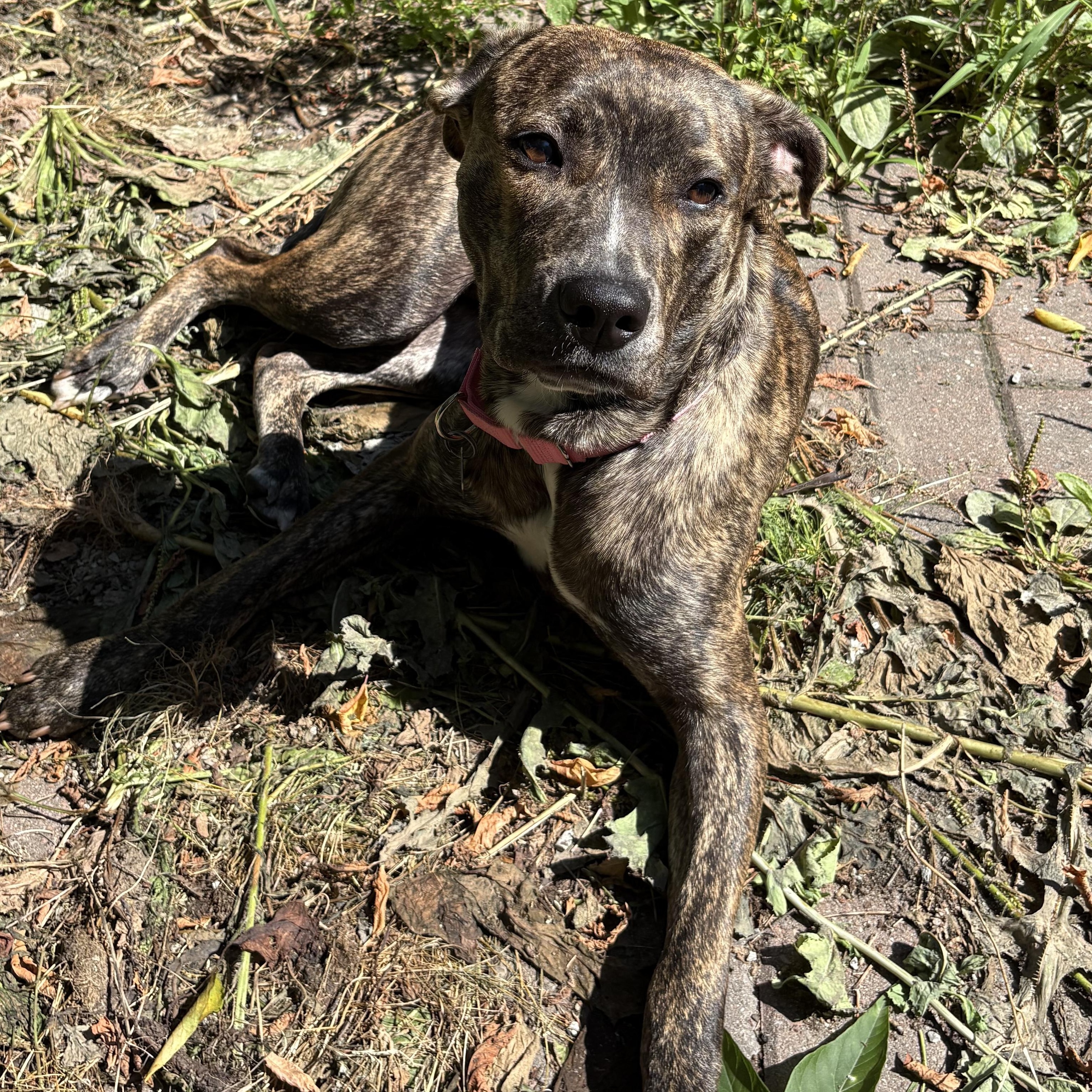 Enlarge Sadie, an adoptable mixed breed in Hamilton, ON image 2/6