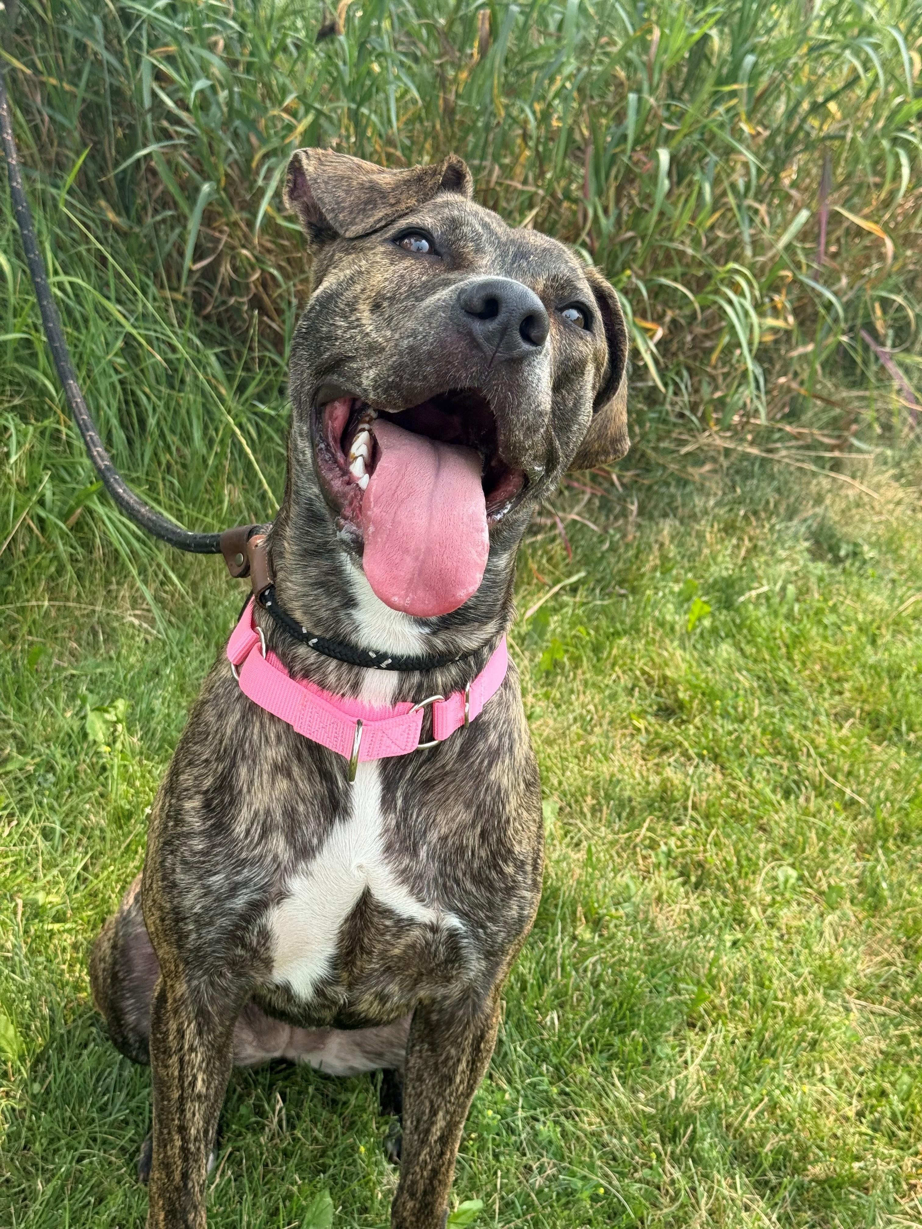 Enlarge Sadie, an adoptable mixed breed in Hamilton, ON image 6/6