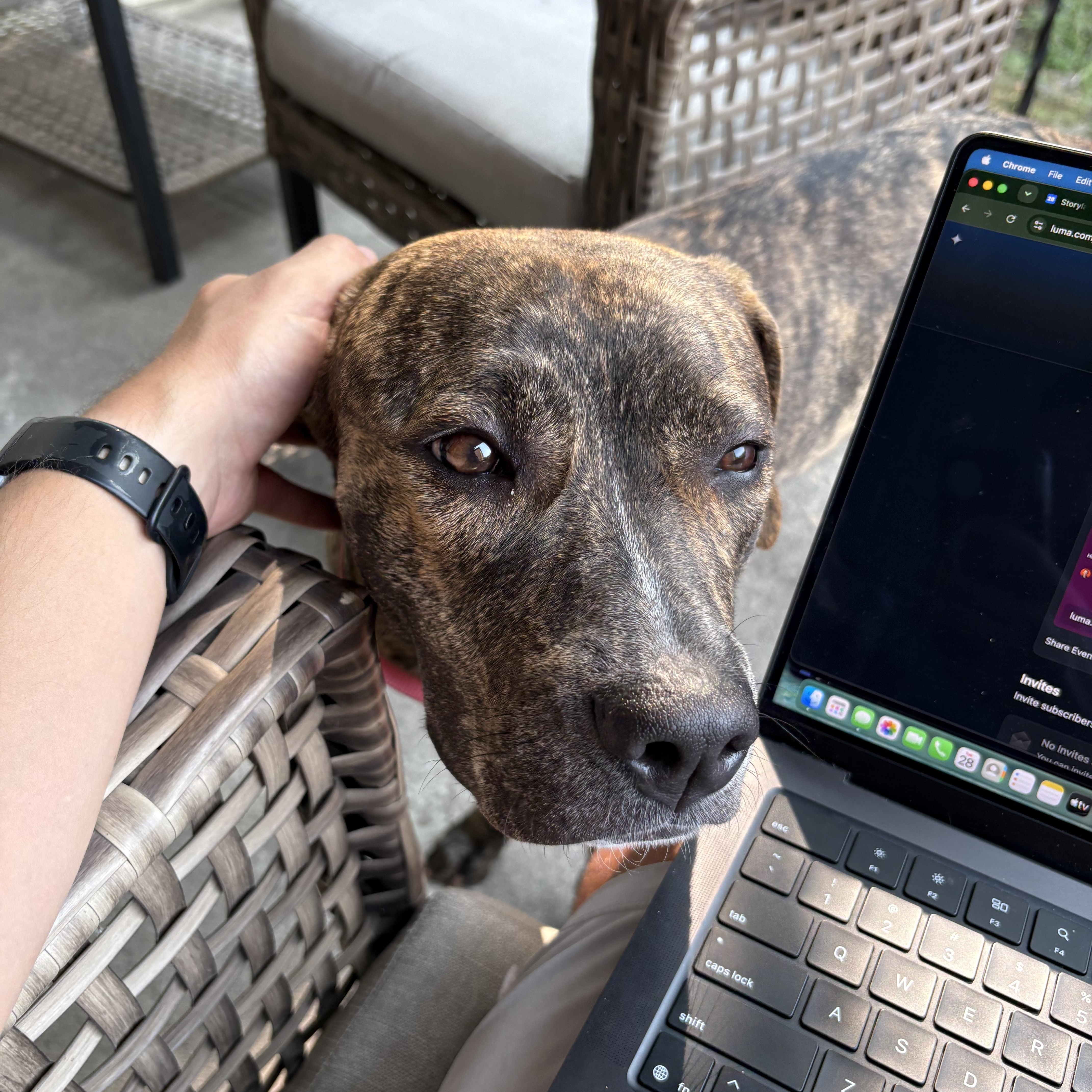 Enlarge Sadie, an adoptable mixed breed in Hamilton, ON image 4/6