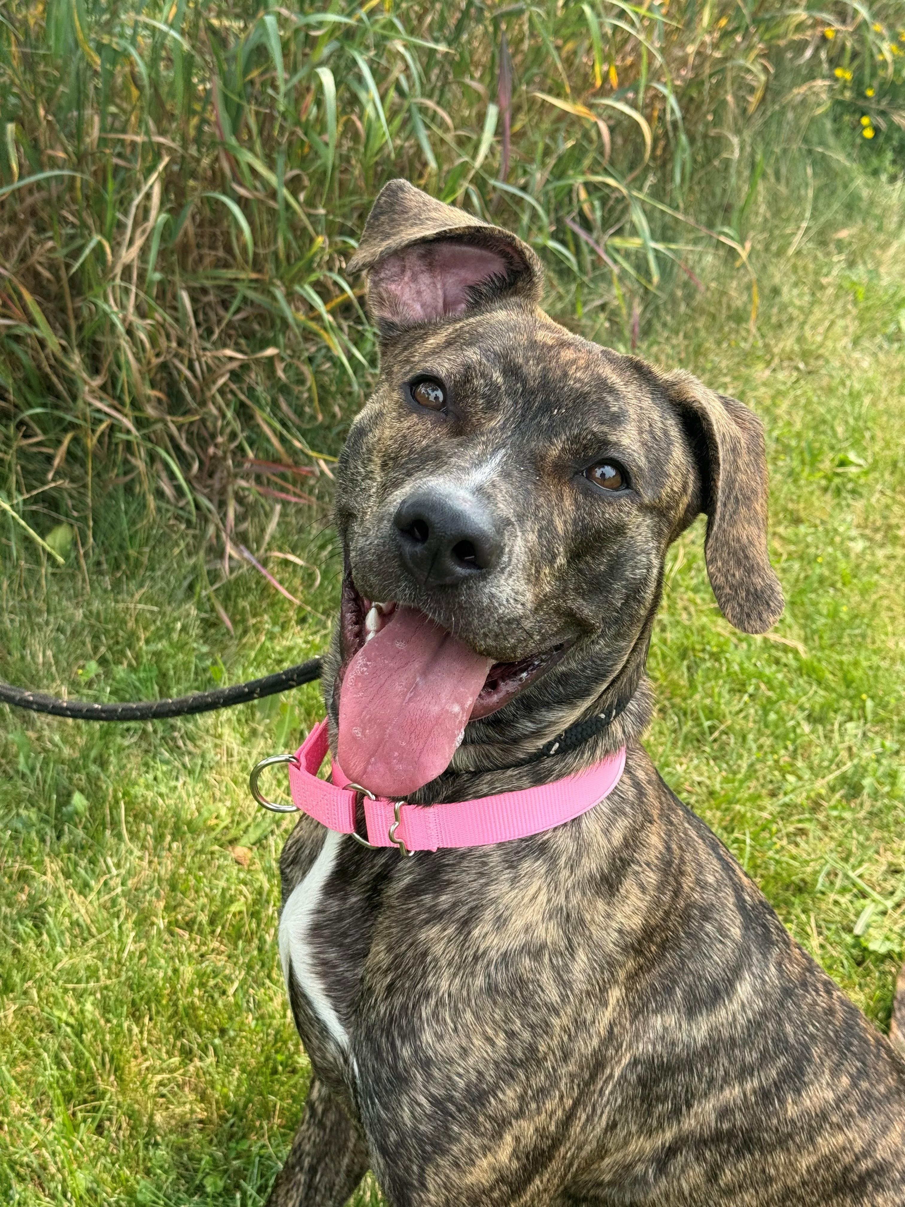 Enlarge Sadie, an adoptable mixed breed in Hamilton, ON image 3/6