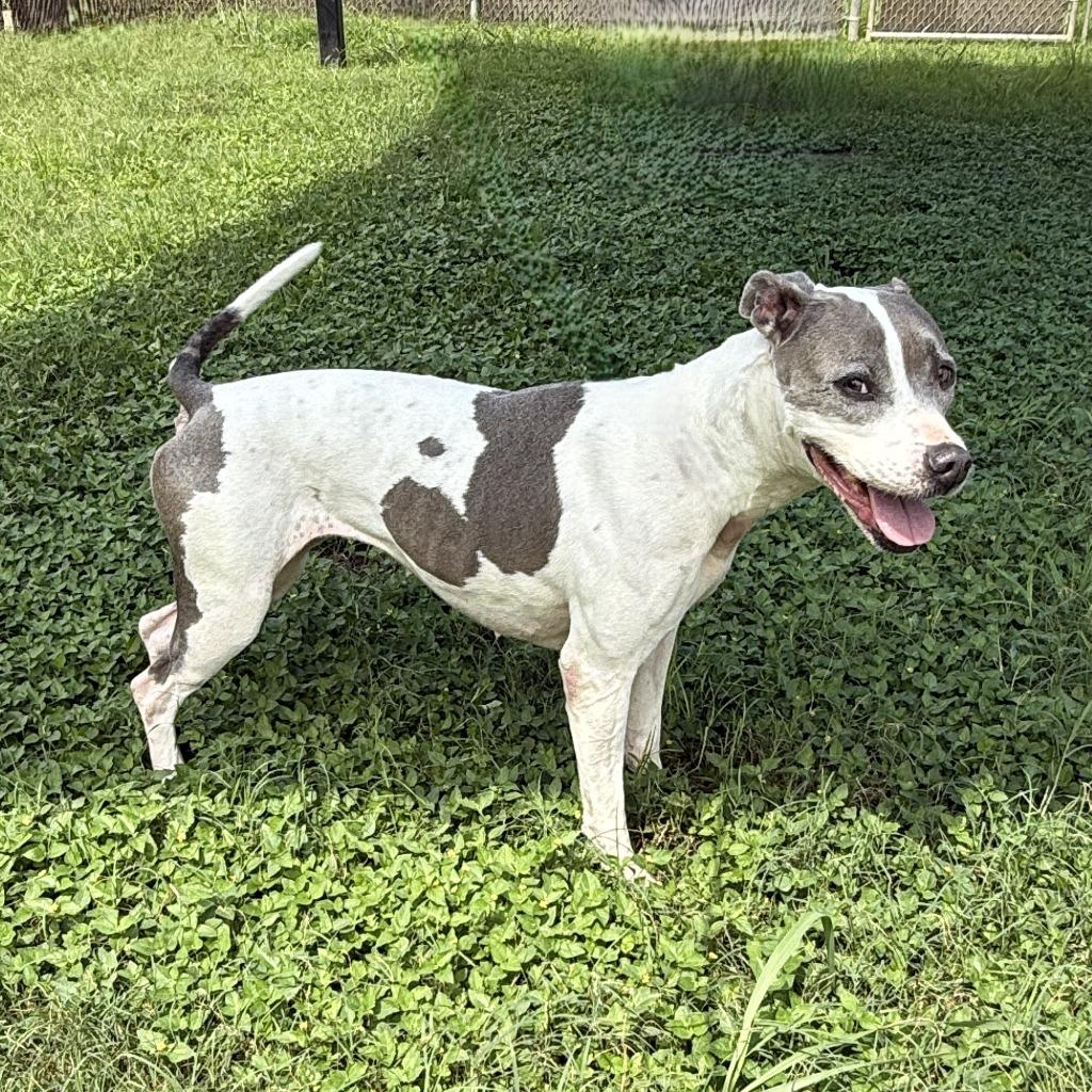 Patches, a Adoptable Pit Bull Terrier in Brenham, TX image 2/6