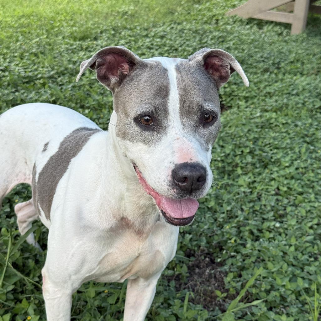Patches, a Adoptable Pit Bull Terrier in Brenham, TX image 3/6