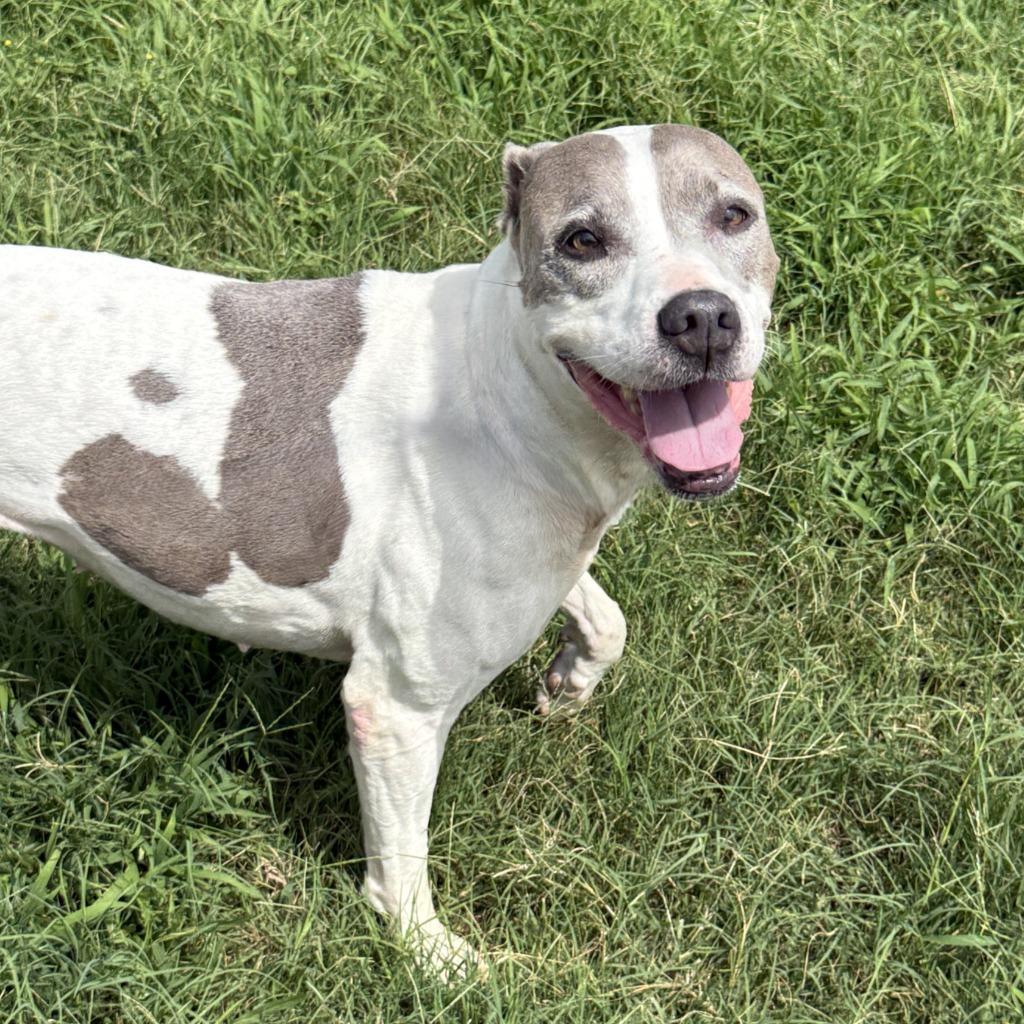 Patches, a Adoptable Pit Bull Terrier in Brenham, TX image 4/6