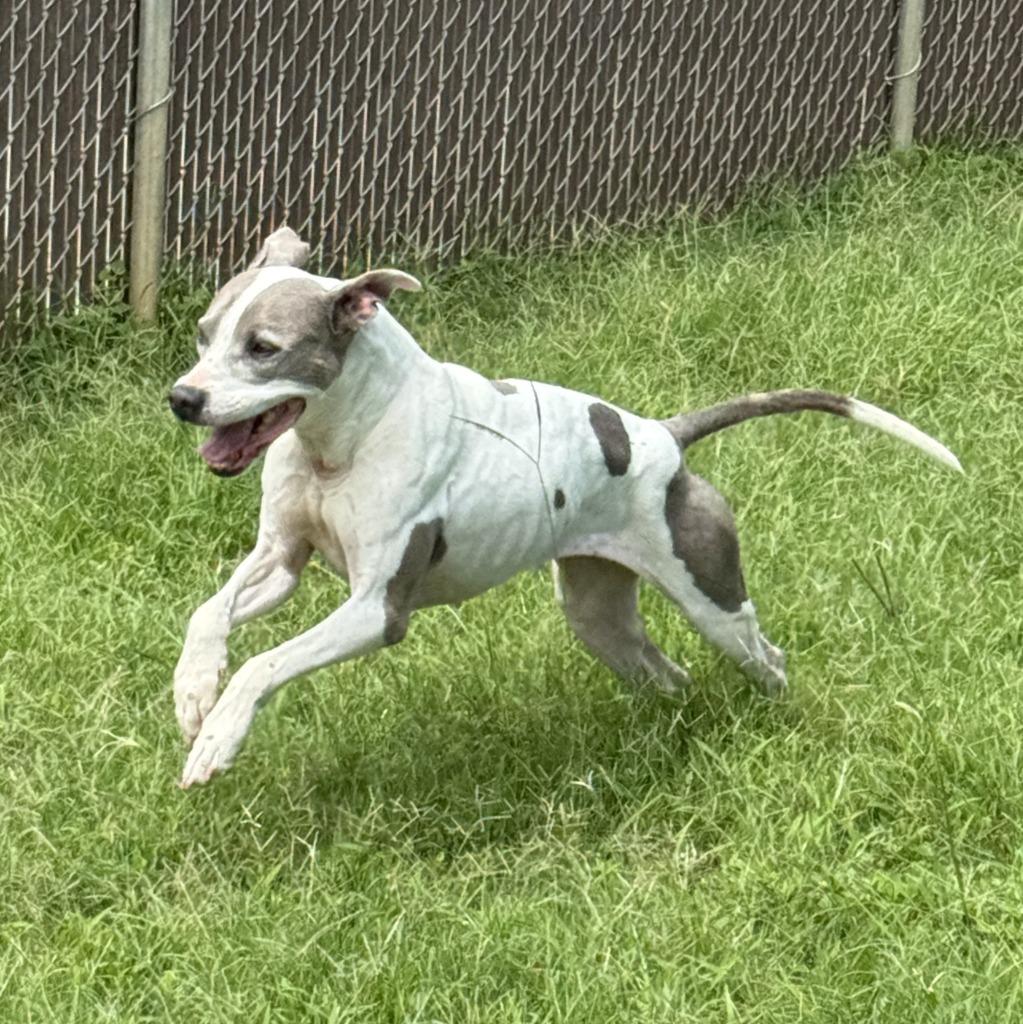 Patches, a Adoptable Pit Bull Terrier in Brenham, TX image 5/6