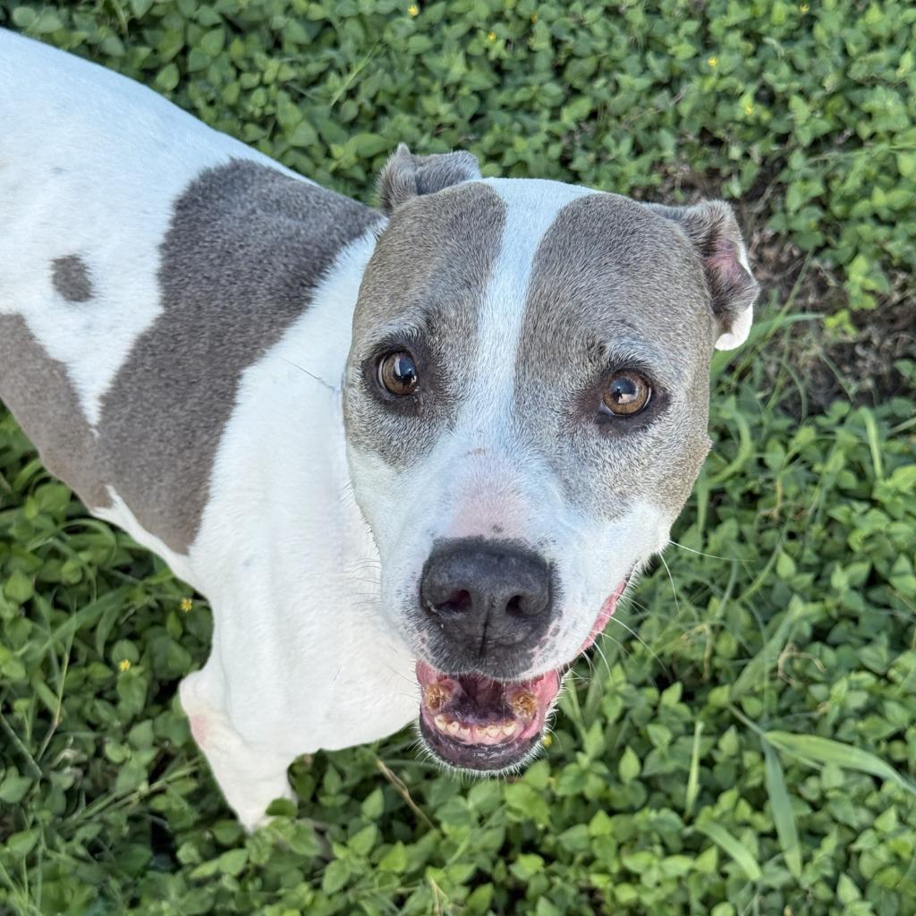 Patches, a Adoptable Pit Bull Terrier in Brenham, TX image 6/6