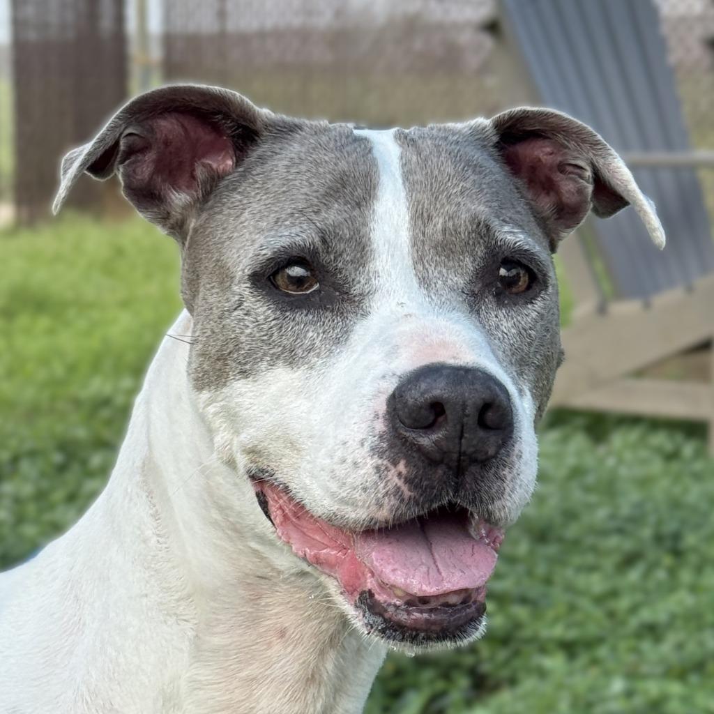 Patches, Adoptable, Senior Female Pit Bull Terrier.
