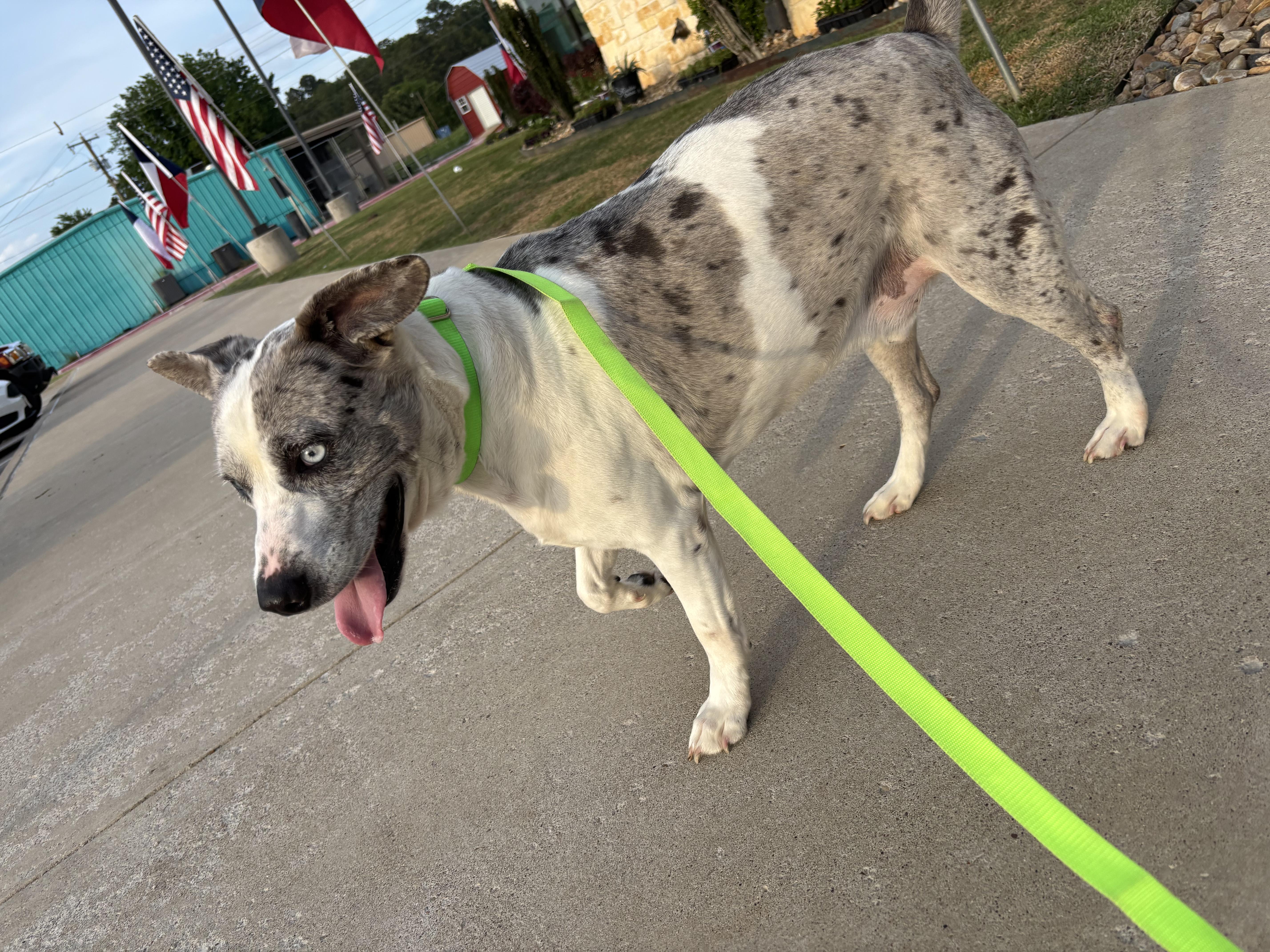 Enlarge Merle, a Adoptable mixed breed in Evans City, PA image 3/6