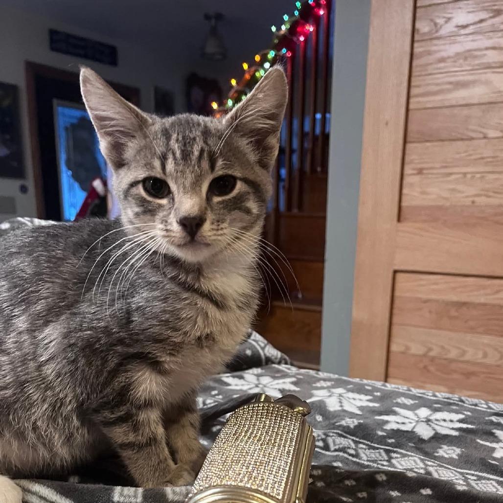 Enlarge Maximus, a Adoptable Domestic Medium Hair in Muscatine, IA image 1/3