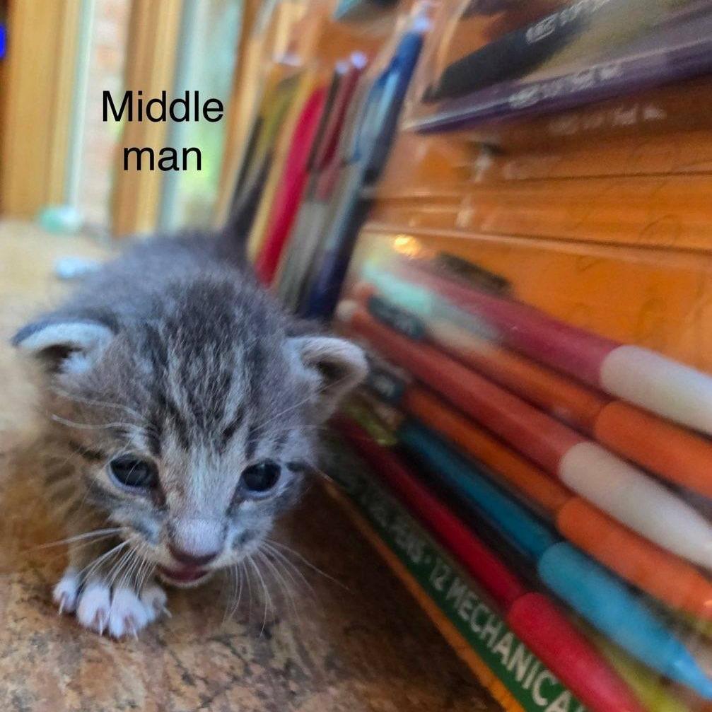 Enlarge Maximus, a Adoptable Domestic Medium Hair in Muscatine, IA image 2/3