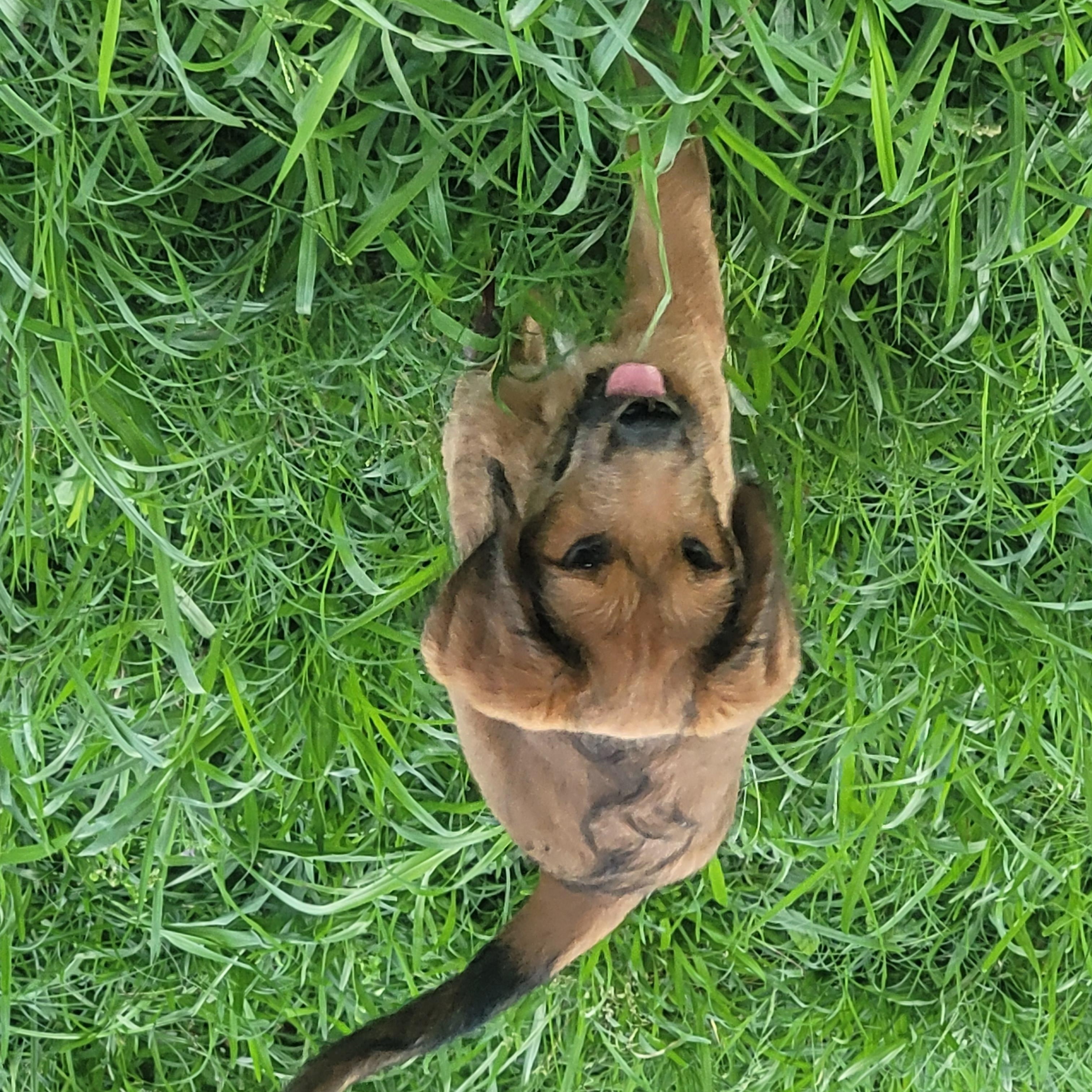 Enlarge Happy, a Adoptable mixed breed in bauxite, AR image 4/4