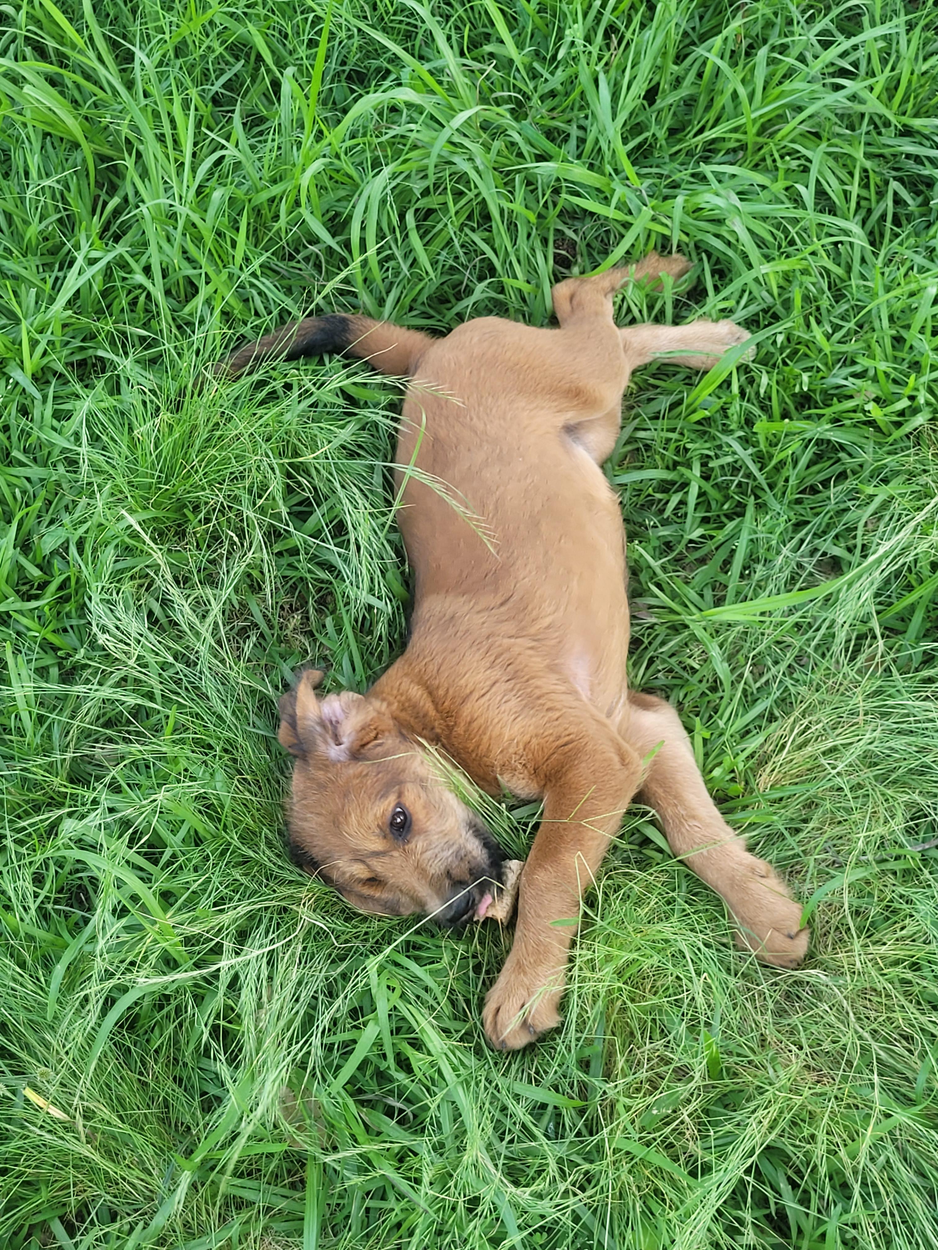 Enlarge Happy, a Adoptable mixed breed in bauxite, AR image 2/4