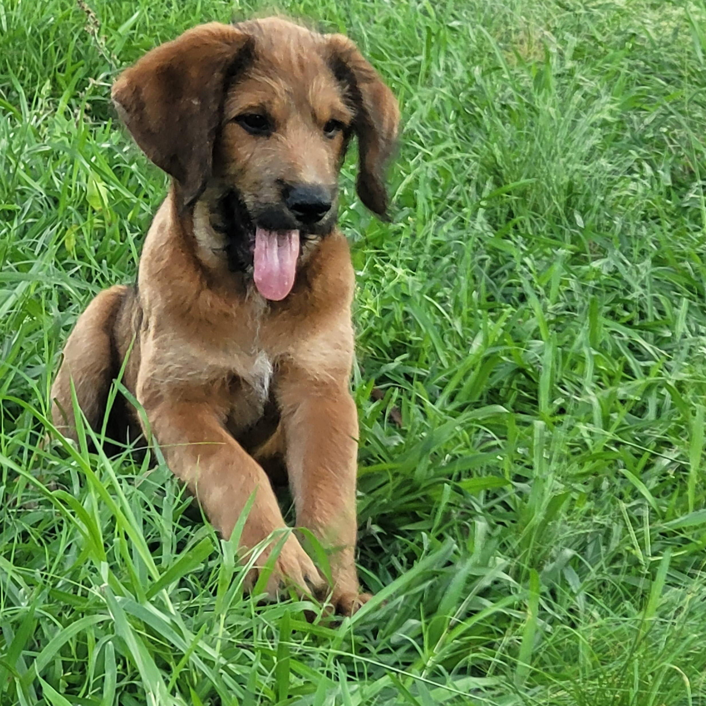 Happy, Adoptable, Puppy Female Poodle & Great Pyrenees.